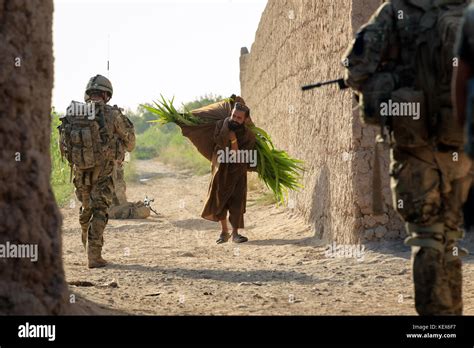 An Afghan Man Carries A Bundle Of Leaves On His Back Past British