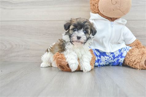 Smart Havanese Jayde 2lb 12oz Purebred Puppy