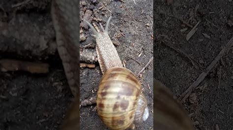 Cucul și 🐌 Melcul în Parc Youtube