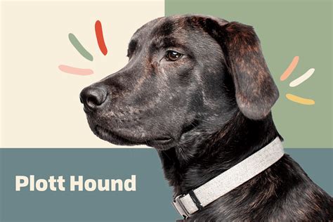 Plott Hound Dog Breed Information And Characteristics