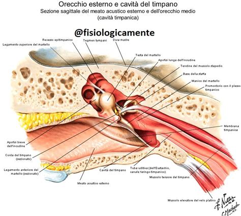 Anatomia orecchio esterno comè fatto e come funziona Fisiologicamente