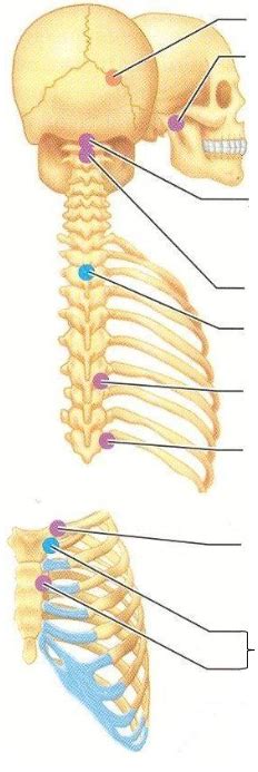 Articulations Tronc Diagram Quizlet