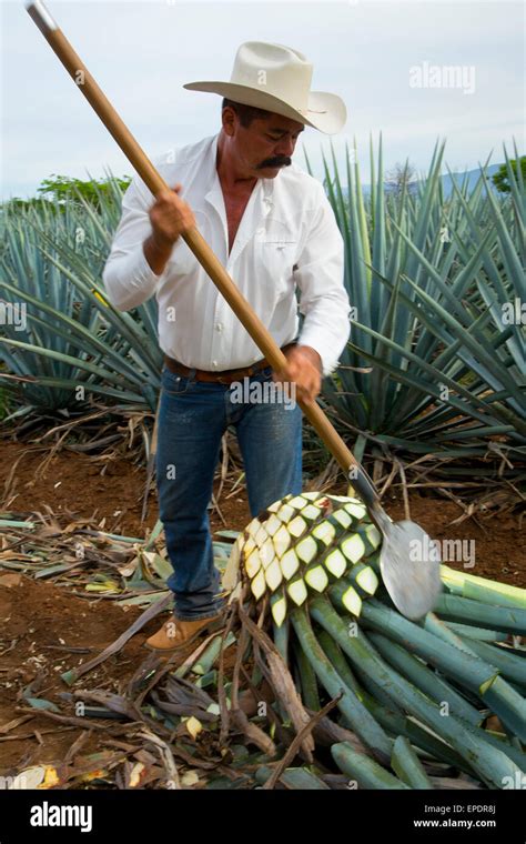 Blue Agave Harvest Tequila Jalisco Mexico Stock Photo Alamy