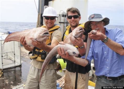 New Eelpout Species Discovered Off New Zealand Coast (PHOTOS ...