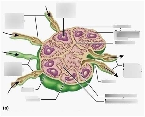 Lymph Node Diagram For Ap Lab 2 Diagram Quizlet