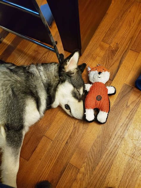 He loves snuggling with his fox