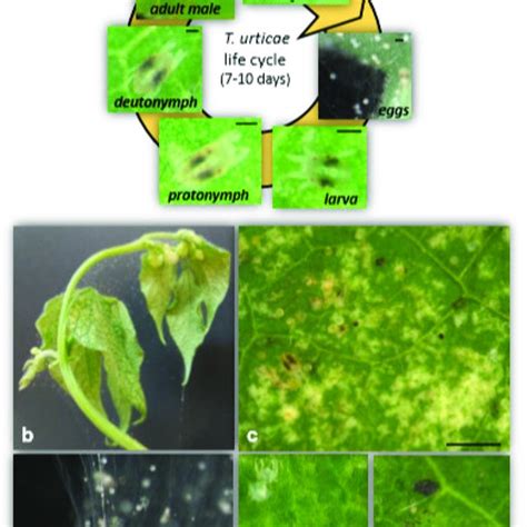 (PDF) Plant Defenses Against Tetranychus urticae: Mind the Gaps