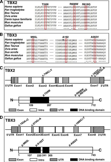 Conservation And Distribution Of TBX2 And TBX3 Variants A B