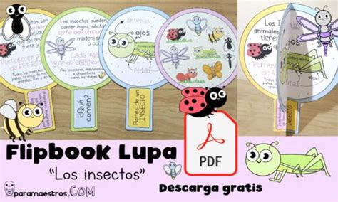 Aprendemos Cosas Curiosas Sobre Insectos Educativo Escola