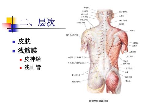 筋膜解剖图 千图网