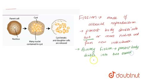 Multiple Fission In Bacteria