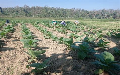 Berita Foto Petani Tembakau Bertahan Di Tengah Cuaca Yang Tak Menentu