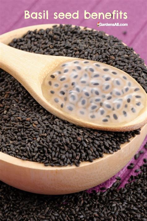 Exploring Basil Seed Benefits And Uses A Powerful Little Seed Gardensall