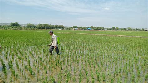 Petani Tuban Menjerit Pupuk Subsidi Langka Saat Musim Tanam Surabaya