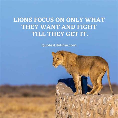 150 Lion Quotes And Sayings With Images For Motivation