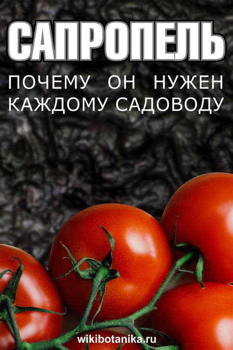 Сапропель. Почему он нужен каждому садоводу | Огород, Гидропонное ...