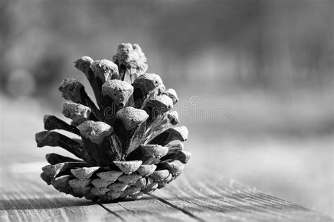 Pine Cone On A Bench In The Park Decoration From Nature Stock Image