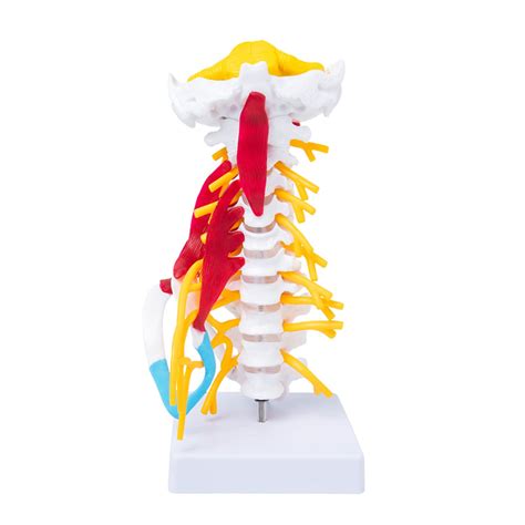 Buy Lbylyh Life Sized Human Cervical Spine Ior Occipital Nerve Neck