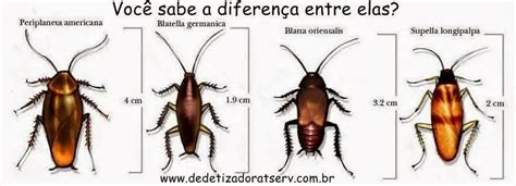 Barata Cascuda Voadora Características Nome Cientifico e Fotos