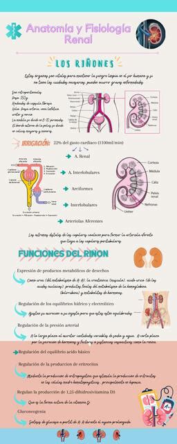 Anatom A Y Fisiolog A Renal Angelica Santa Cruz Udocz