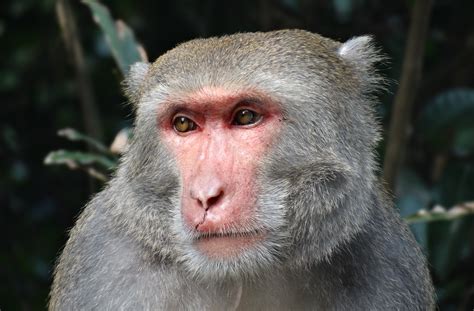 Fotos Gratis Fauna Silvestre Mamífero Primate Perforar Cara