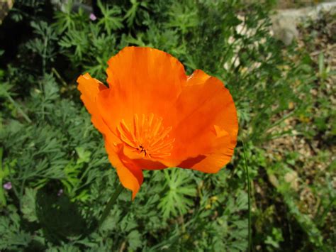 Eschscholzia Californica Linda Vista Native Plants