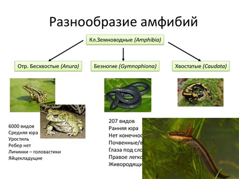 Амфибии (Amphibia) - презентация онлайн