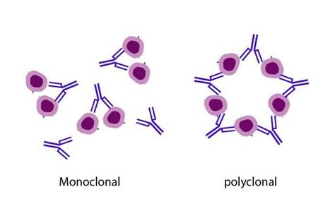 Antibody Definition Features Structure Types Functions Sciencevivid