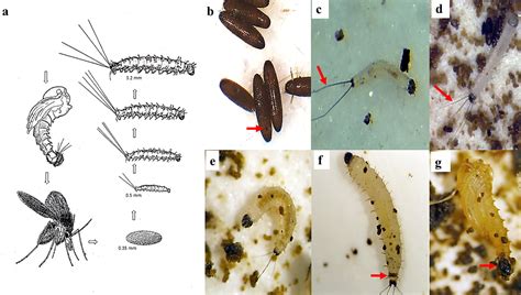 Laboratory Colonization And Mass Rearing Of Phlebotomine Sand Flies