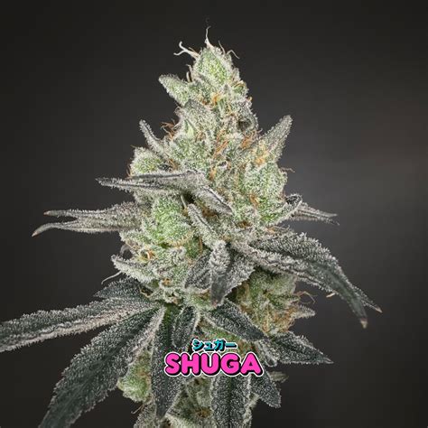 Shuga Tsundere Neptune Seed Bank Cannabis Strains