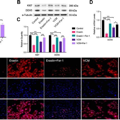 Fer 1 Restored The Viability Of HK 2 Cells The A Cell Viability B