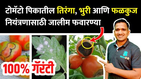 🌱टोमॅटो पिकातील तिरंगा भुरी आणि फळ सड नियंत्रण Tomato Pest Manageme Bharatagri Krushi Dukan