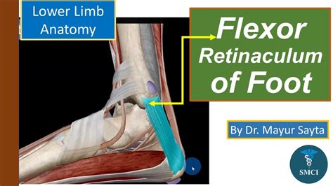 Flexor Retinaculum