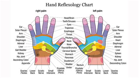 Reflexologie Palmaire Acupression Massage Des Mains Carte Des