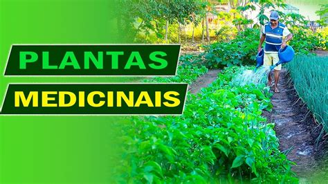 Plantas Medicinais YouTube