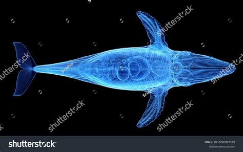 3d Rendered Illustration Humpback Whale Anatomy Stock Illustration 2290987329 | Shutterstock