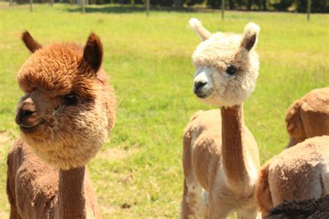 Alpacas At Marquam Hill Ranch Travel Oregon