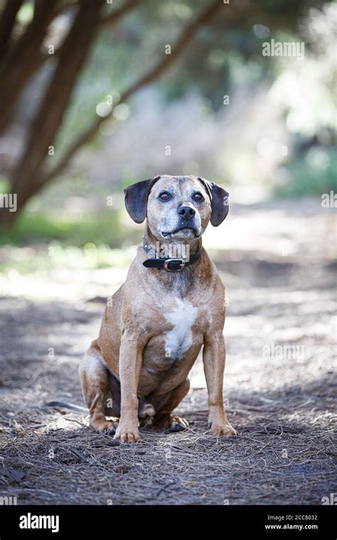 Staffy X Beagle Posing In Melbourne Australia Stock Photo Alamy