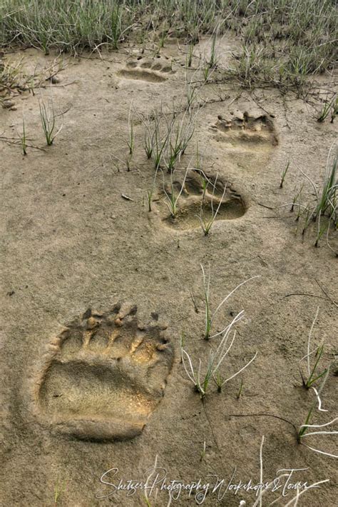 Grizzly Bear Tracks At Lake Clark Shetzers Photography