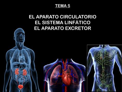 Ppt Tema El Aparato Circulatorio El Sistema Linf Tico El Aparato