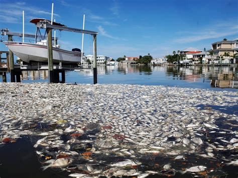 Red Tide Florida March 2024 - Lily Shelbi