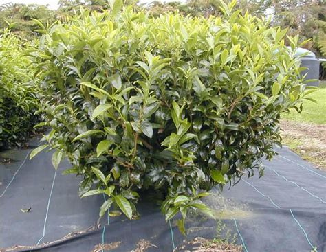 Grow Black Tea In Your Garden Artofit