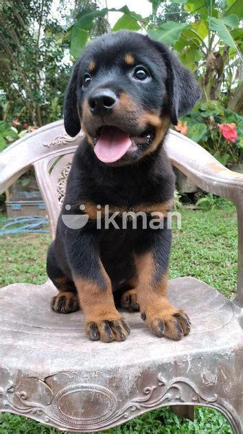 Rottweiler Puppies In Gampaha City Ikman