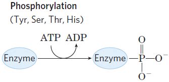 Lecture Enzyme Regulation Flashcards Quizlet