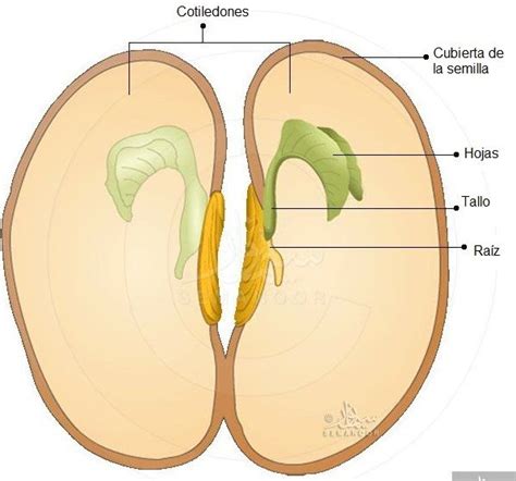 Estructura De Una Semilla De Legumbre Abierta Legumbres Semillas