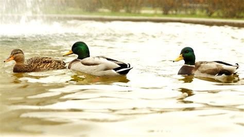 Free Picture Three Wild Ducks Birds Lake Pond Water