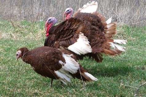 The Bourbon Red Turkey Also Known As The Bourbon Butternut Or Kentucky