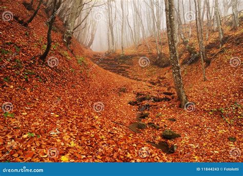 Red forest in autumn stock image. Image of leave, spring - 11844243