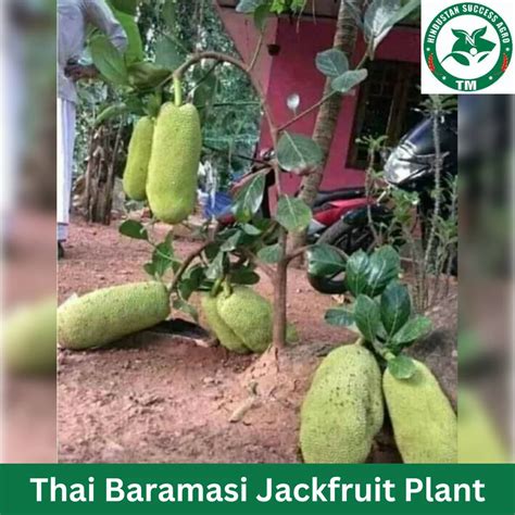 Full Sun Exposure Green Thai Baramasi Jackfruit Plant For Fruits At Rs