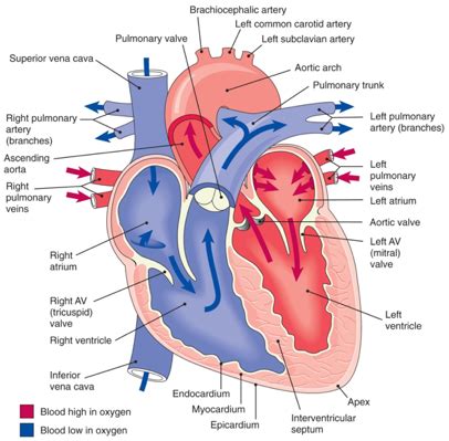 Cardiac Peripheral Vascular Flashcards Quizlet